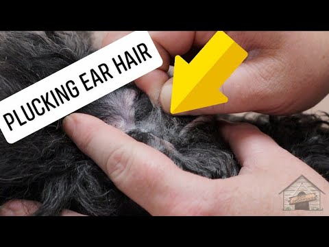 Let'S Pluck Ear Hair (Standard Poodle) - Youtube