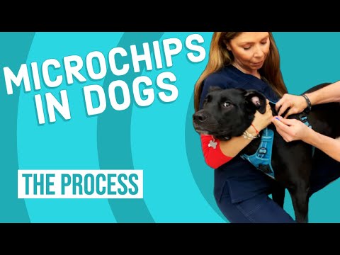 Microchip For Dogs: Your Questions, Answered - Tractive