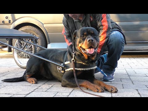 How Much Exercise Do Rottweilers Need? - (Answered)