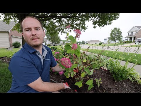 Mistakes Make Us Better Gardeners (a drowning hydrangea) | Clay Soil Woes