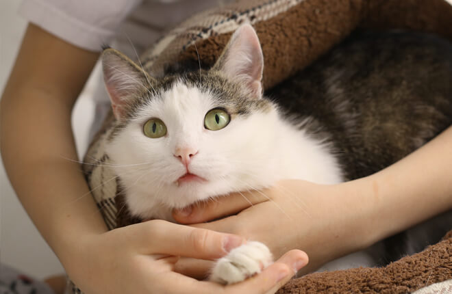 How To Make Your Arthritic Cat More Comfortable | Zoetis Petcare