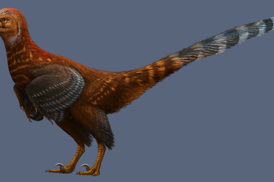 A New Chicken-Like Dinosaur Discovered In China | Time