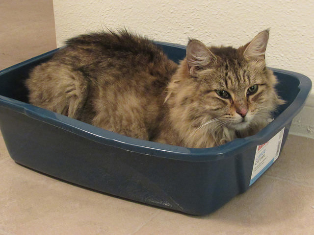 Ask A Vet: Why Does Cat Pee Smell So Bad? Ask A Vet: Why Does Cat Pee Smell So Bad?