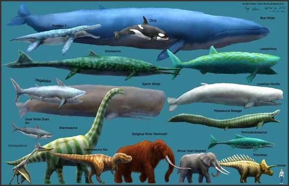 Who Is The Number One Sea Giant, Megalodon Or Blue Whale? - Quora