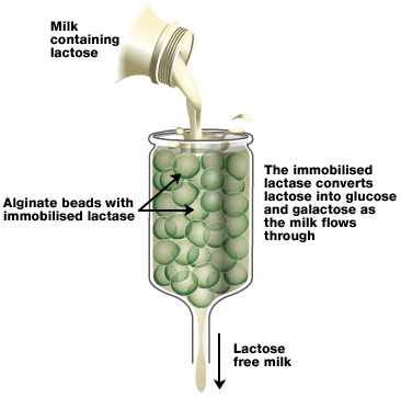 Is Lactose-Free Milk Better For Diabetics? - Quora