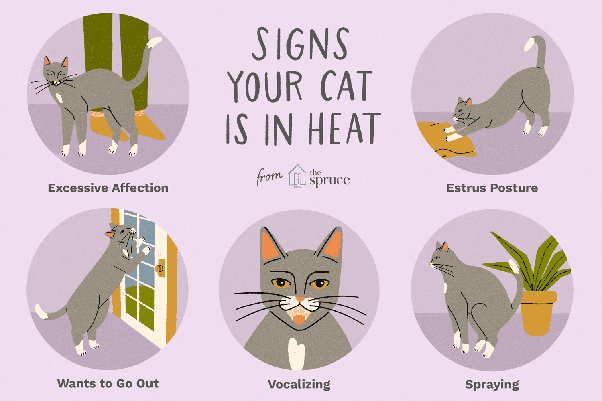 How Long Do Cats Stay In Heat? - Quora