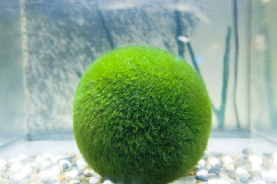 How To Care For A Marimo Moss Ball