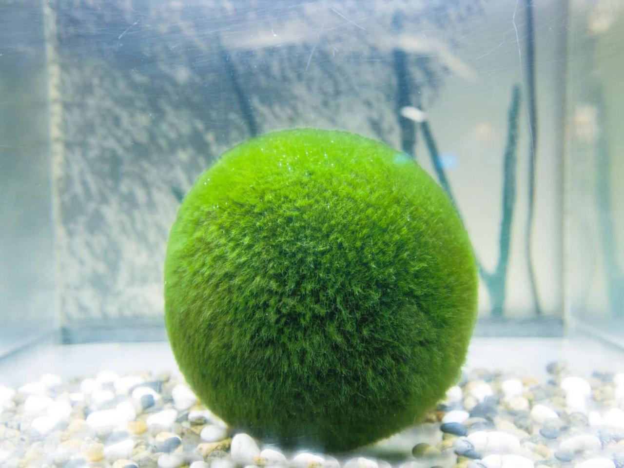 How To Care For A Marimo Moss Ball