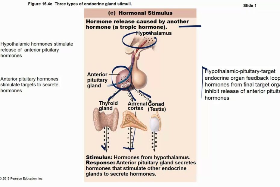 Hormone Regulation - Youtube