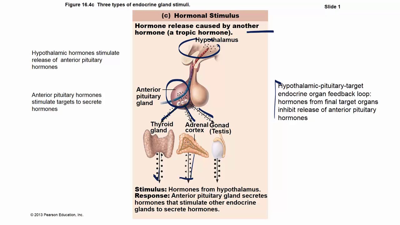 Hormone Regulation - Youtube