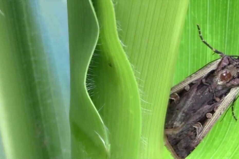 How To Get Rid Of Cutworms Naturally (Diy Remedies) | Bugwiz