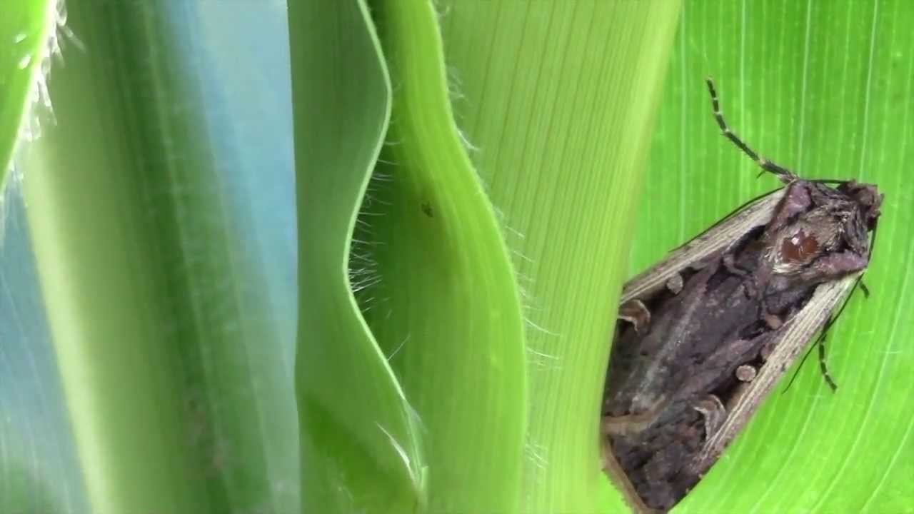 How To Get Rid Of Cutworms Naturally (Diy Remedies) | Bugwiz