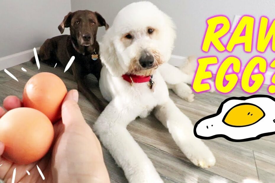 Feeding Dogs Raw Egg + Shell?! 🤔 Dog Egg Challenge + 10/10 Crunch Factor!  - Youtube