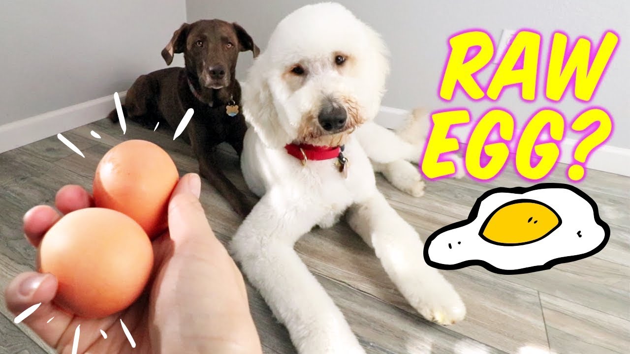 Feeding Dogs Raw Egg + Shell?! 🤔 Dog Egg Challenge + 10/10 Crunch Factor!  - Youtube