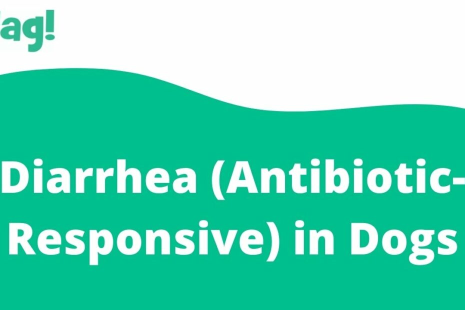 Diarrhea (Antibiotic-Responsive) In Dogs - Symptoms, Causes, Diagnosis,  Treatment, Recovery, Management, Cost