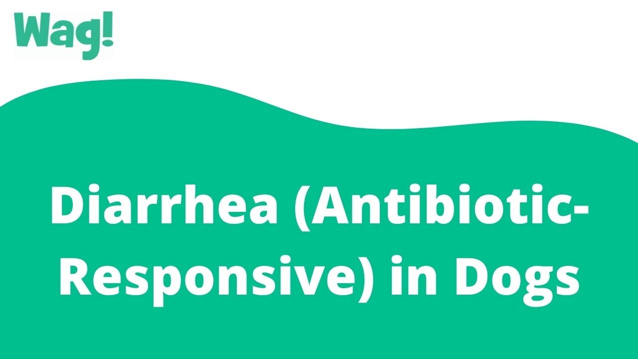 Diarrhea (Antibiotic-Responsive) In Dogs - Symptoms, Causes, Diagnosis,  Treatment, Recovery, Management, Cost