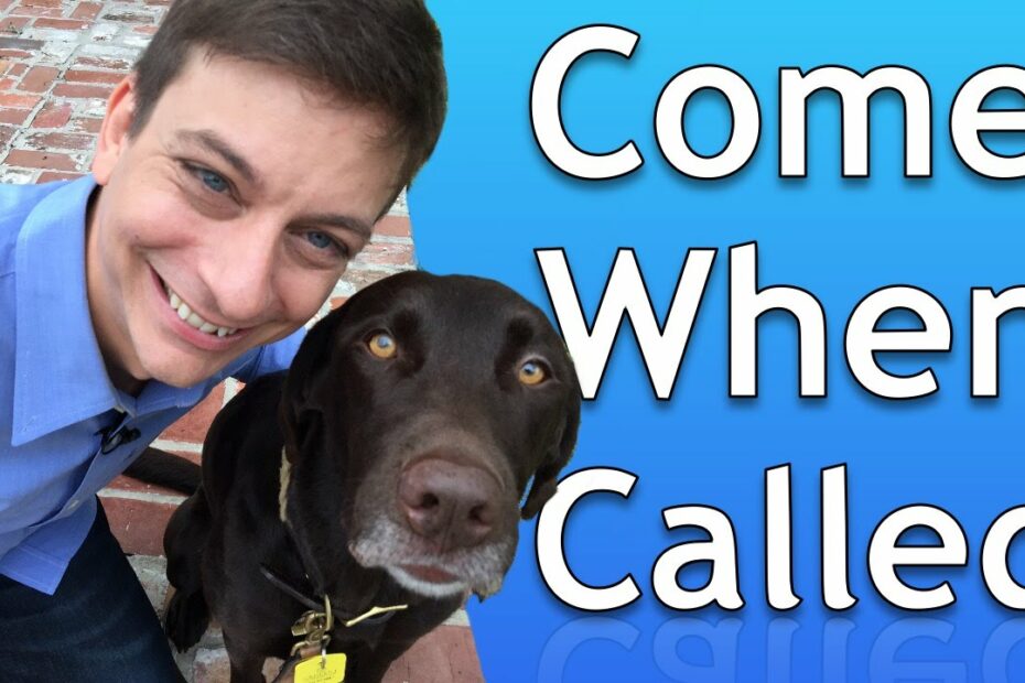 How To Train Your Dog To Come When Called - Youtube