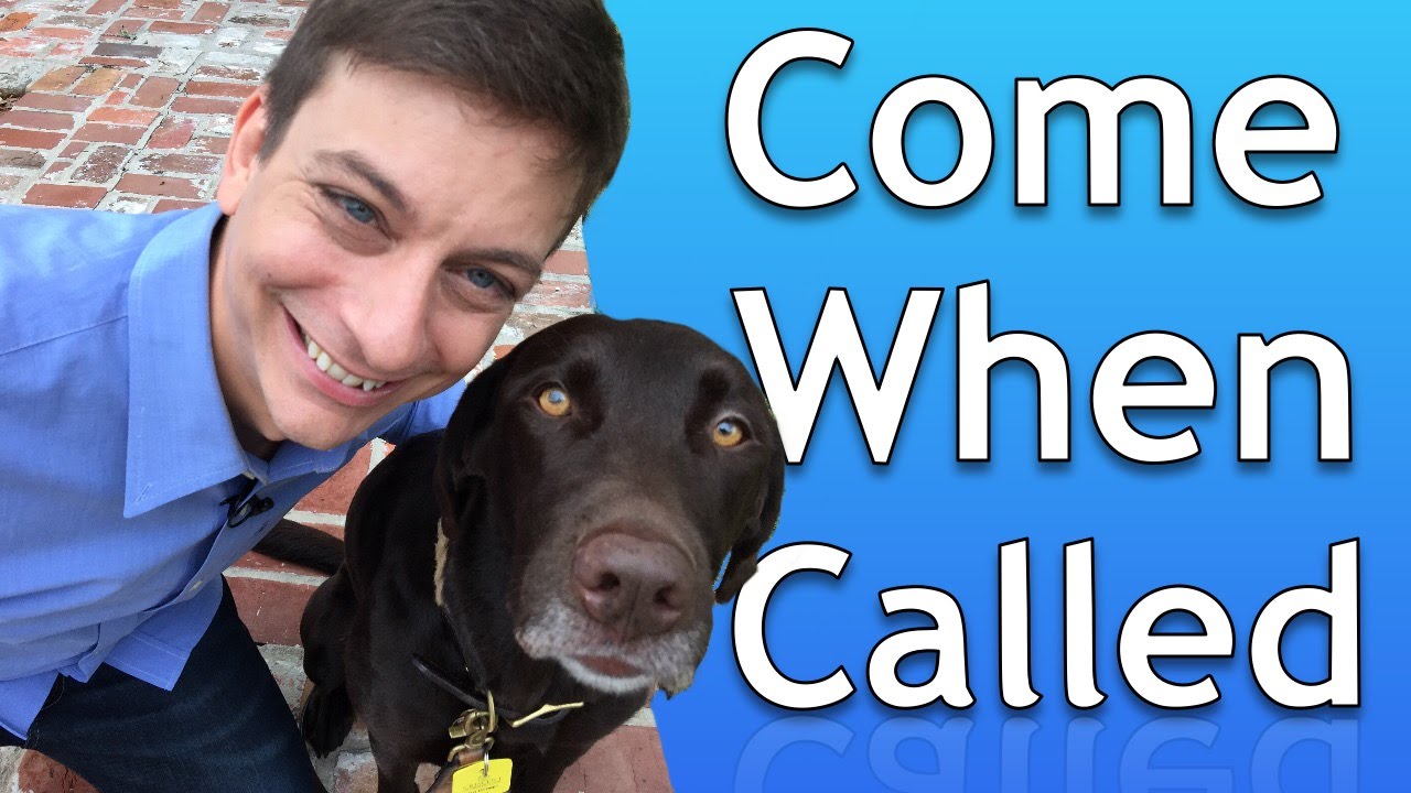 How To Train Your Dog To Come When Called - Youtube