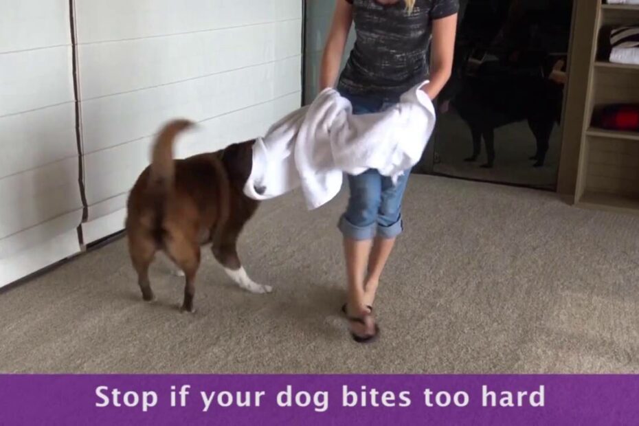 The Do'S And Don'Ts Of Roughhousing With Your Dog - Youtube