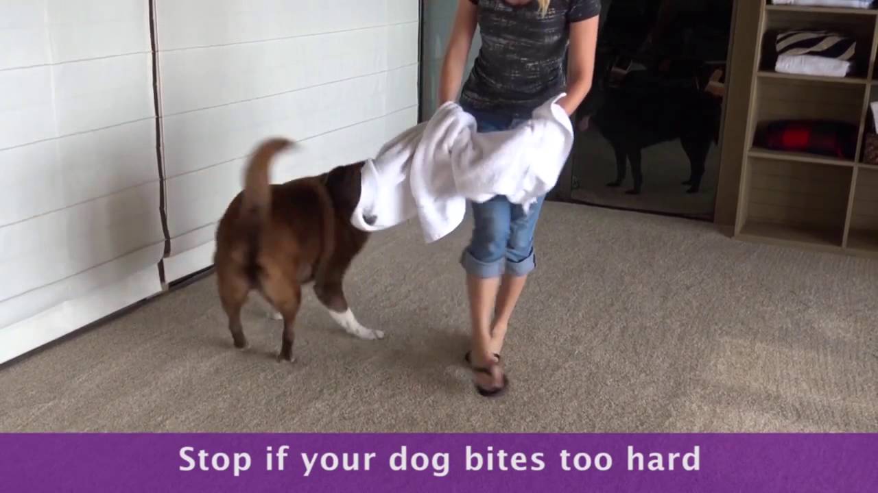 The Do'S And Don'Ts Of Roughhousing With Your Dog - Youtube