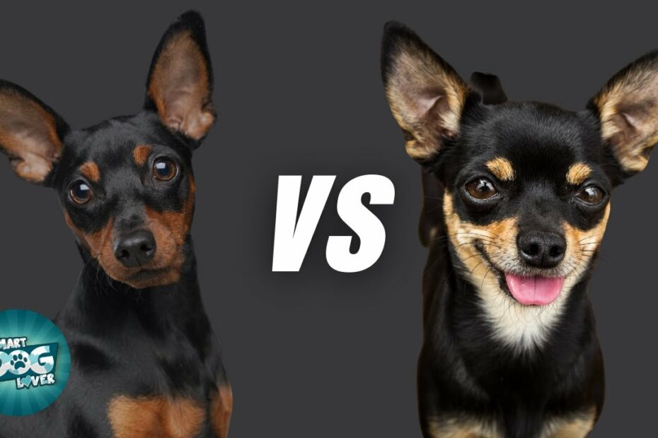 Miniature Pincher Vs Chihuahua - What Is The Differences? - Youtube