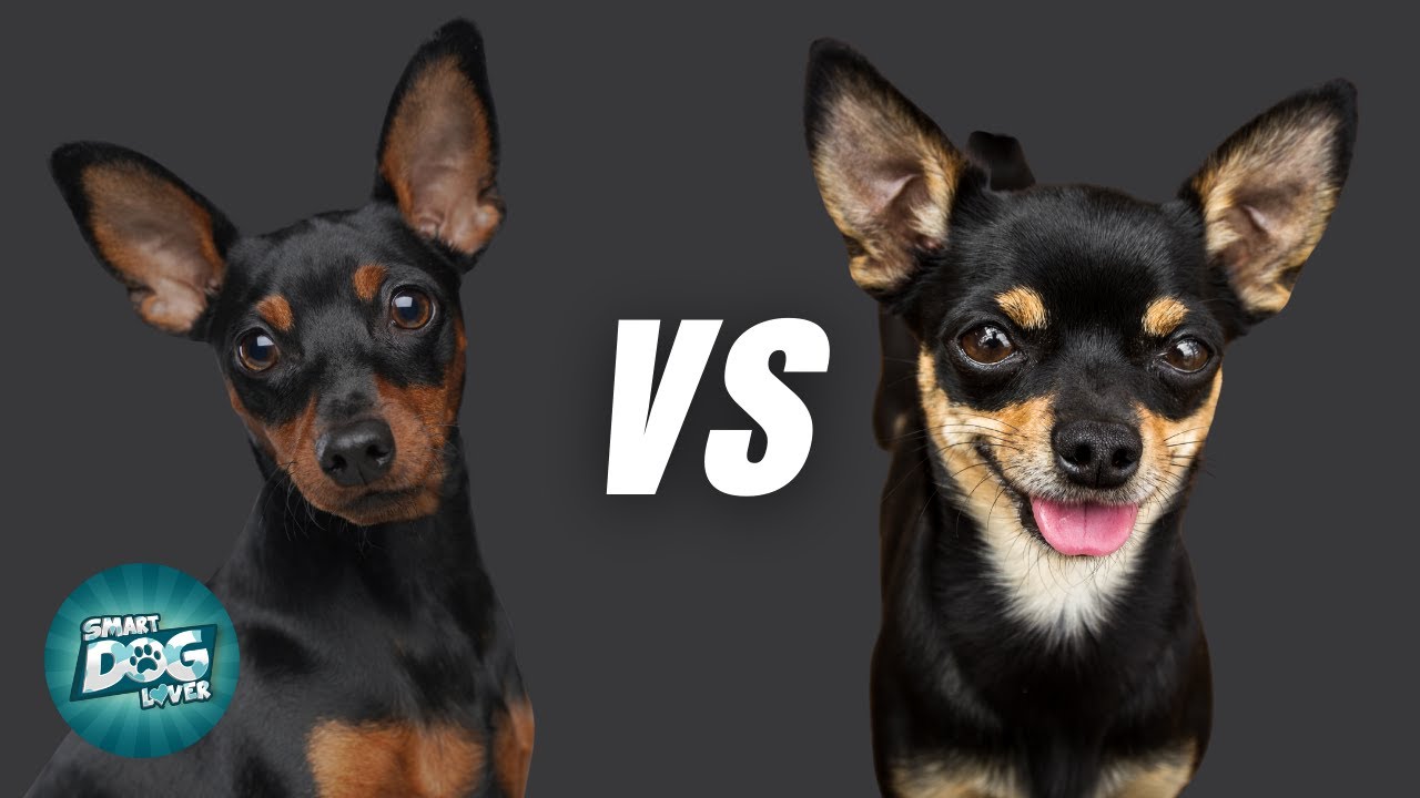 Miniature Pincher Vs Chihuahua - What Is The Differences? - Youtube