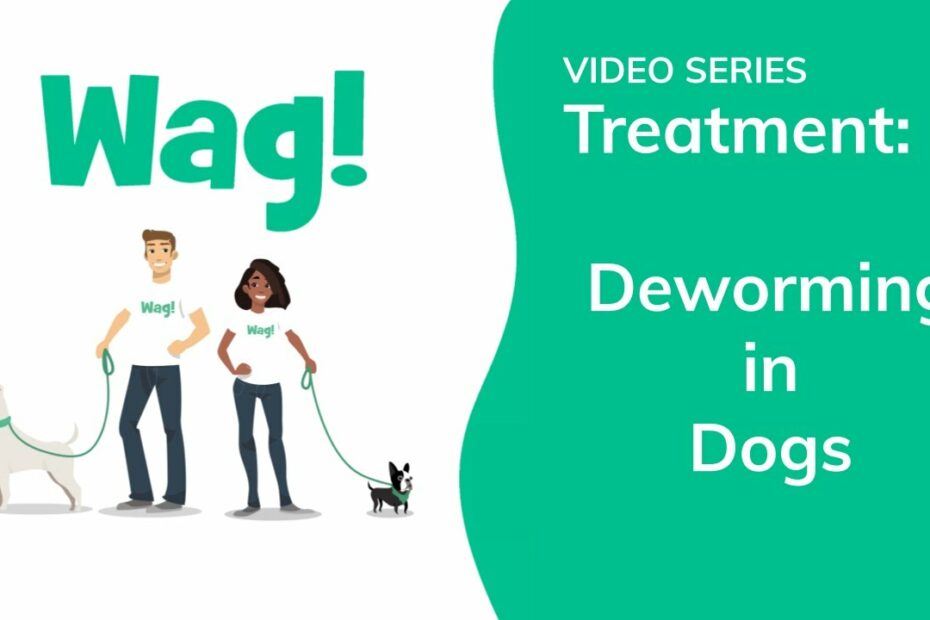 Deworming In Dogs - Conditions Treated, Procedure, Efficacy, Recovery,  Cost, Considerations, Prevention