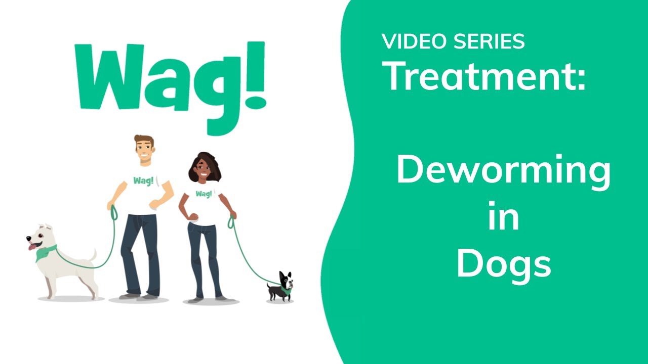 Deworming In Dogs - Conditions Treated, Procedure, Efficacy, Recovery,  Cost, Considerations, Prevention