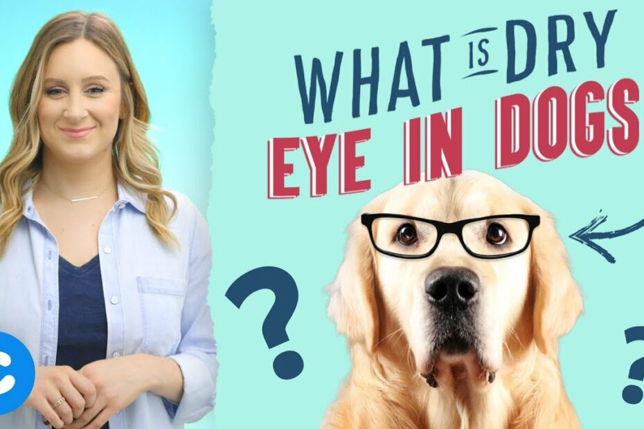 Dry Eye In Dogs And What You Can Do - Youtube