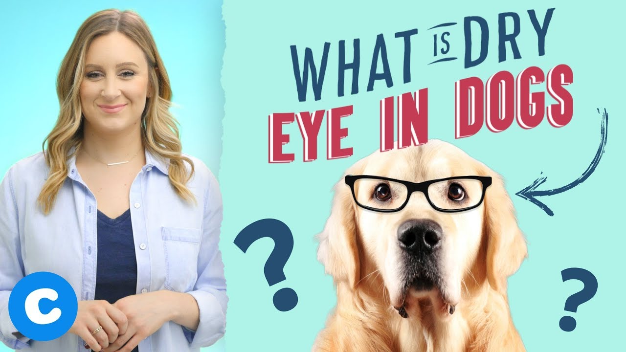 Dry Eye In Dogs And What You Can Do - Youtube