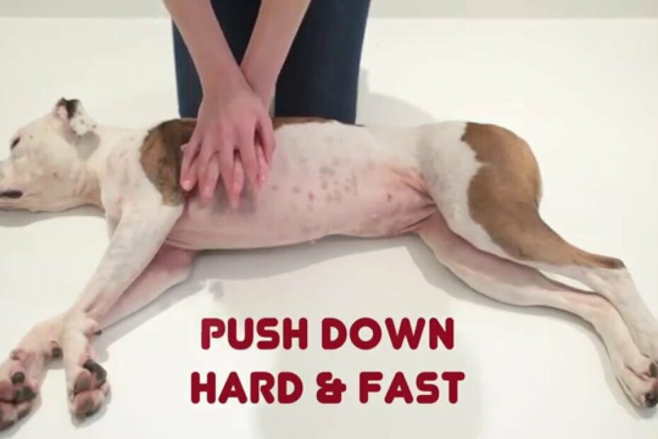 Unconscious Dog | How To Help - First Aid For Pets - Youtube