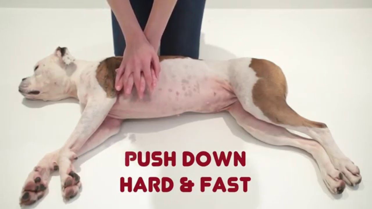 Unconscious Dog | How To Help - First Aid For Pets - Youtube