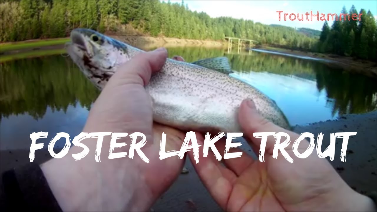 Fishing Foster Lake For Rainbow Trout - Youtube