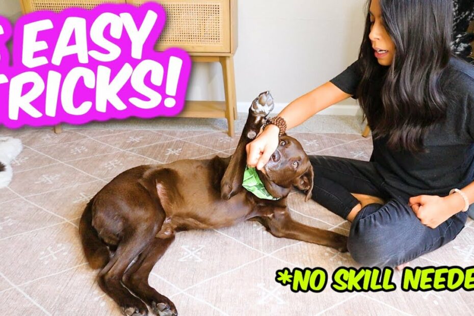 5 Coolest Dog Tricks In 5 Minutes 🐶 Easily Impress Your Friends 😎 -  Youtube