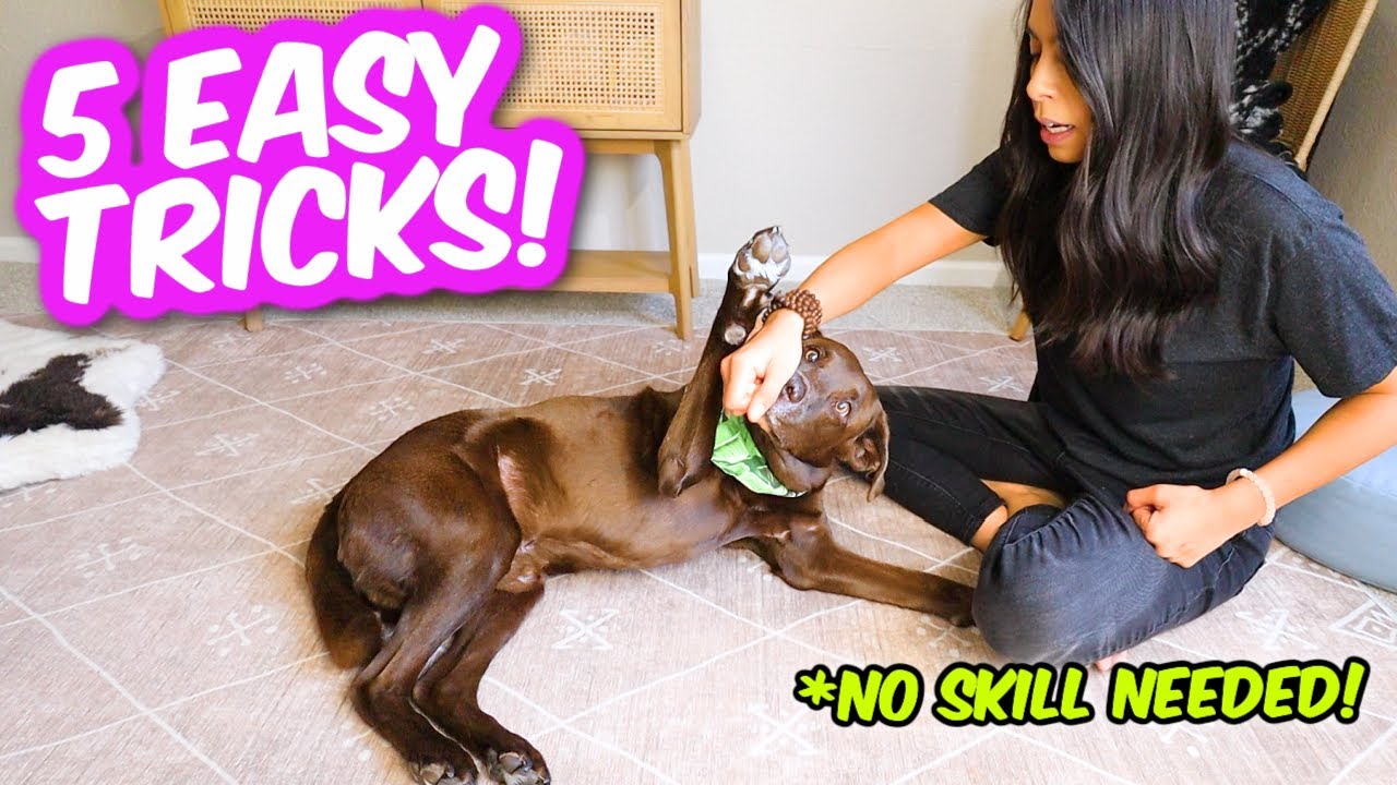 5 Coolest Dog Tricks In 5 Minutes 🐶 Easily Impress Your Friends 😎 -  Youtube