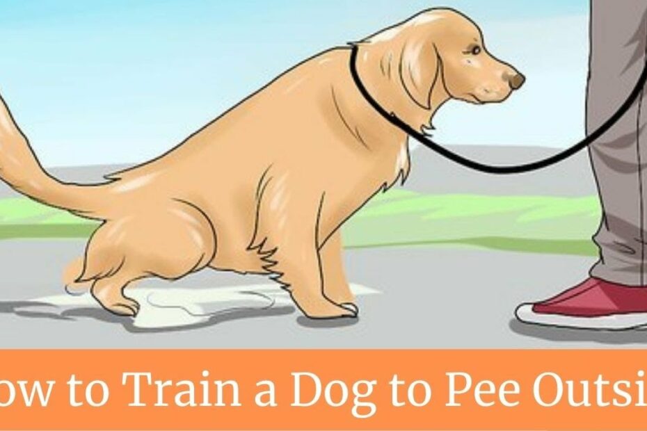 How To Train A Dog To Pee Outside || How To Train A Dog To Potty Outside -  Youtube