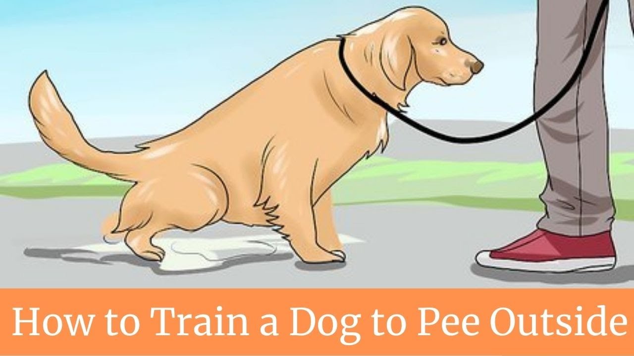 How To Train A Dog To Pee Outside || How To Train A Dog To Potty Outside -  Youtube