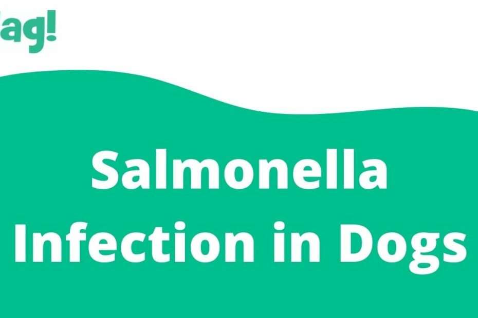 Salmonella Infection In Dogs - Symptoms, Causes, Diagnosis, Treatment,  Recovery, Management, Cost