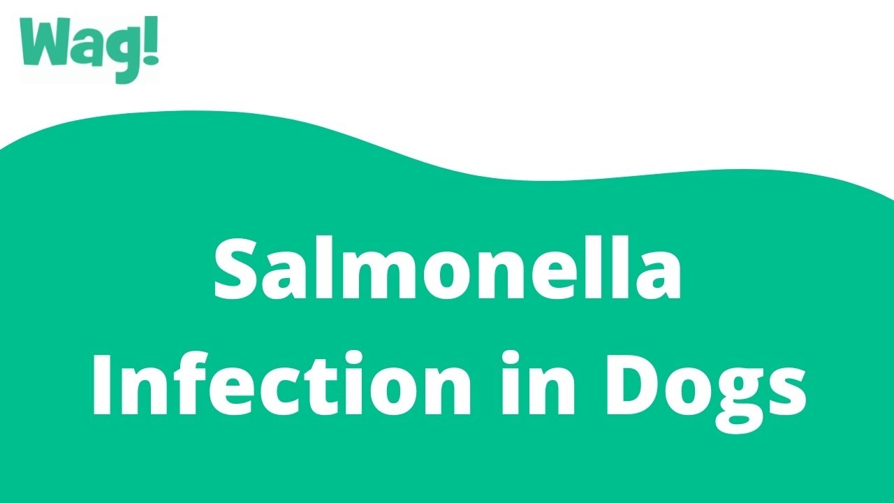 Salmonella Infection In Dogs - Symptoms, Causes, Diagnosis, Treatment,  Recovery, Management, Cost