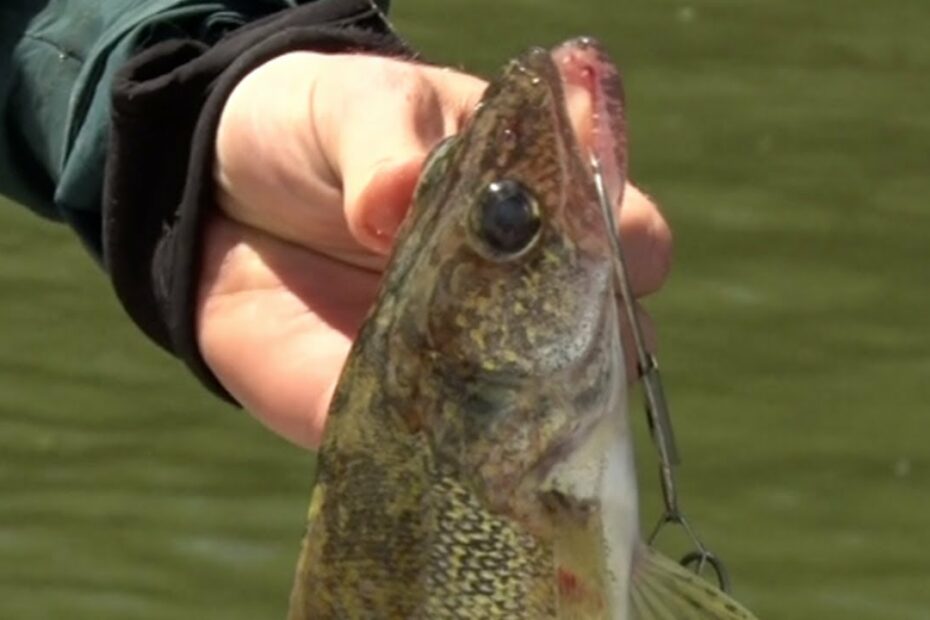 Dnr Announces Walleye Fishing Rules For Upper Red Lake This Year