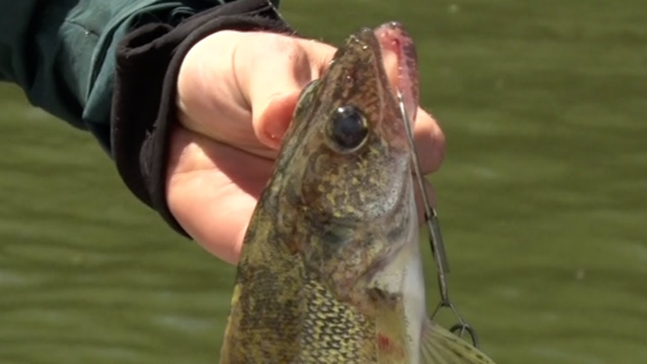 Dnr Announces Walleye Fishing Rules For Upper Red Lake This Year