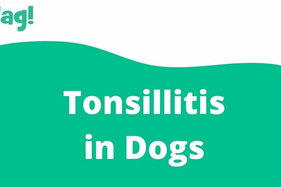 Tonsillitis In Dogs - Symptoms, Causes, Diagnosis, Treatment, Recovery,  Management, Cost