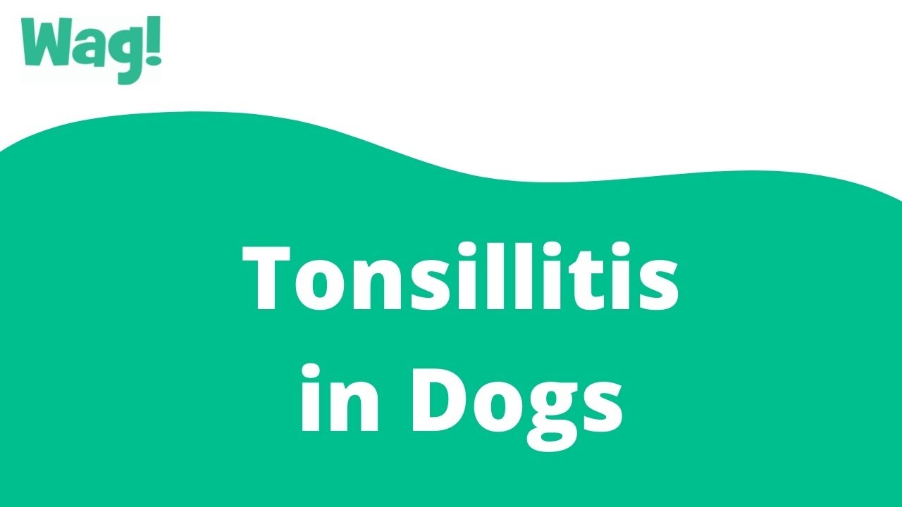 Tonsillitis In Dogs - Symptoms, Causes, Diagnosis, Treatment, Recovery,  Management, Cost