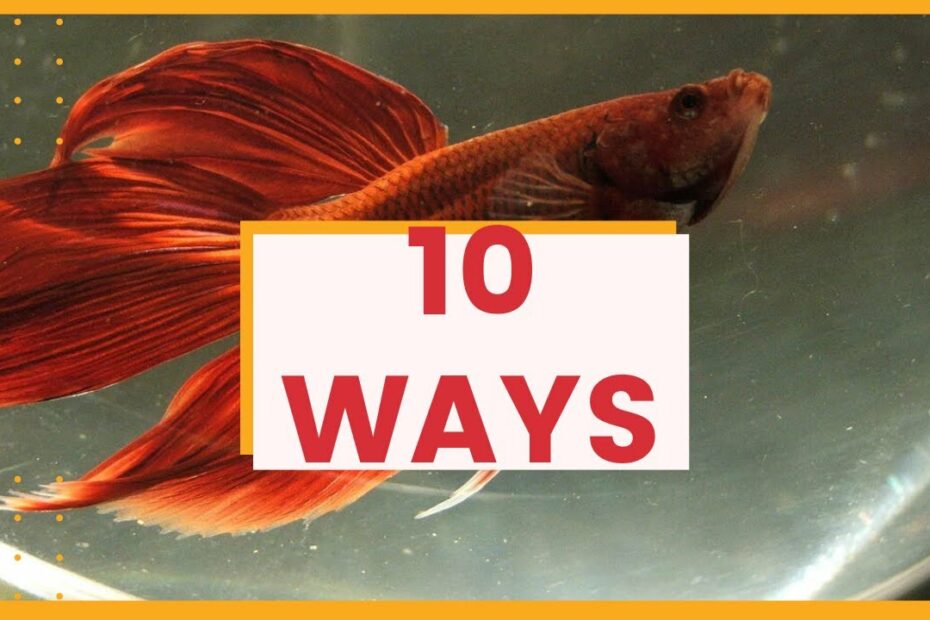 10 Ways To Tell If A Betta Fish Is Dying - Betta Fish Informational Video -  Youtube