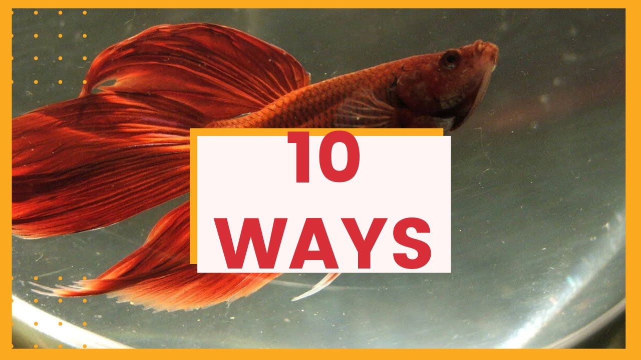 10 Ways To Tell If A Betta Fish Is Dying - Betta Fish Informational Video -  Youtube