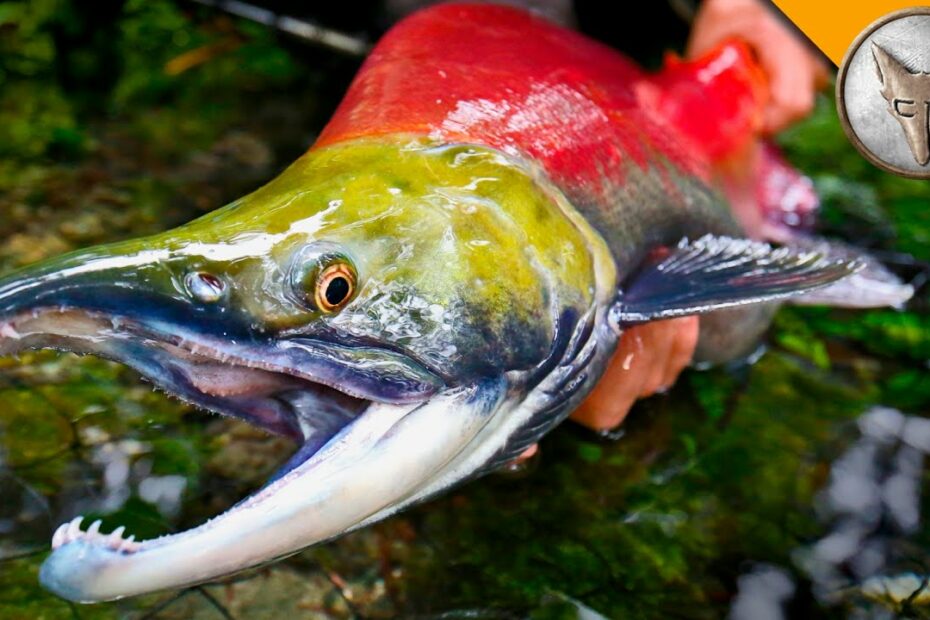 Sockeye Salmon: Hooked Jaws And Red Backs — Alaska Wildlife Alliance (Awa)