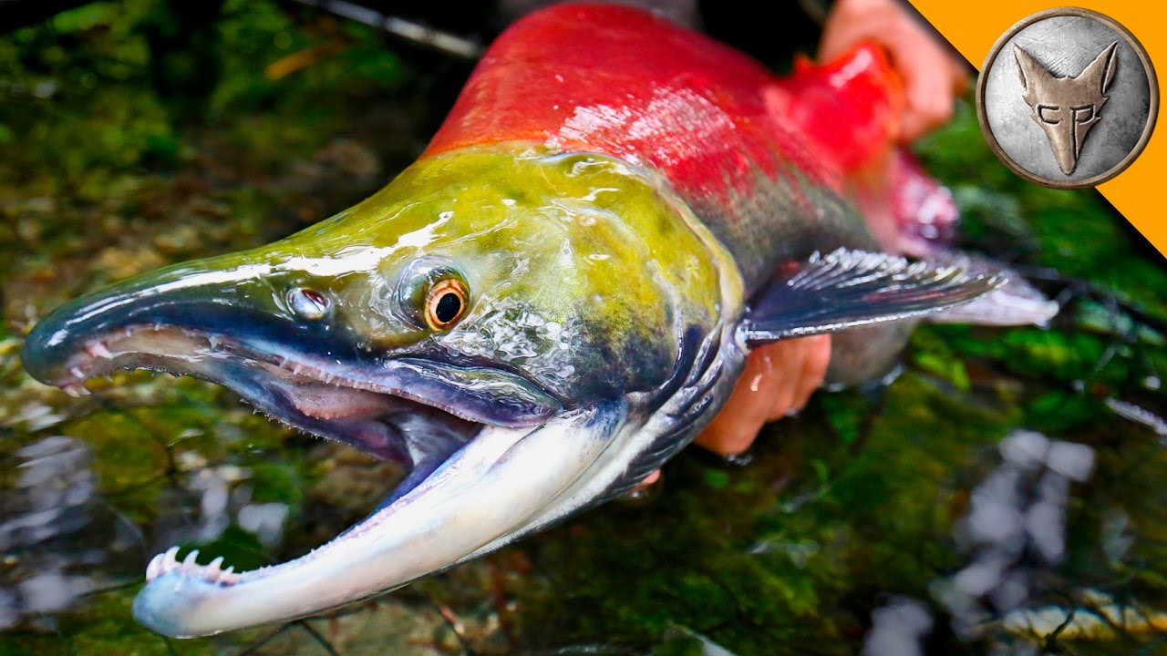 Sockeye Salmon: Hooked Jaws And Red Backs — Alaska Wildlife Alliance (Awa)