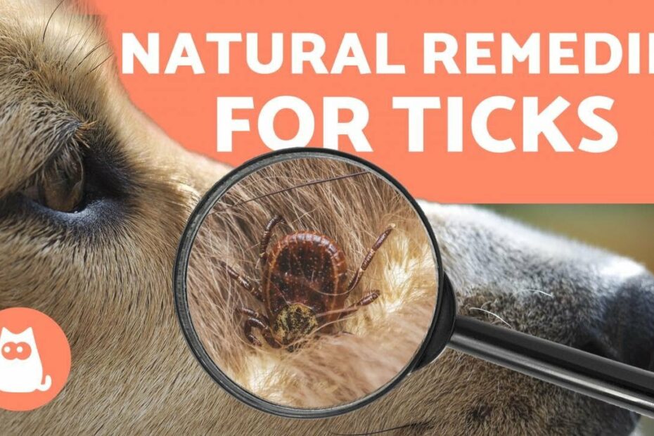 Preventing And Removing Ticks In Dogs 🕷️ 4 Natural Remedies - Youtube