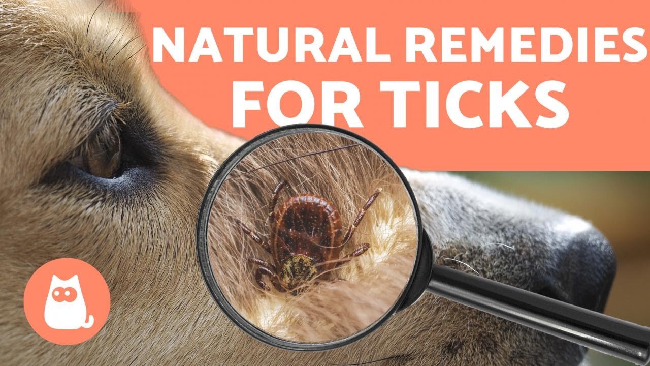 Preventing And Removing Ticks In Dogs 🕷️ 4 Natural Remedies - Youtube