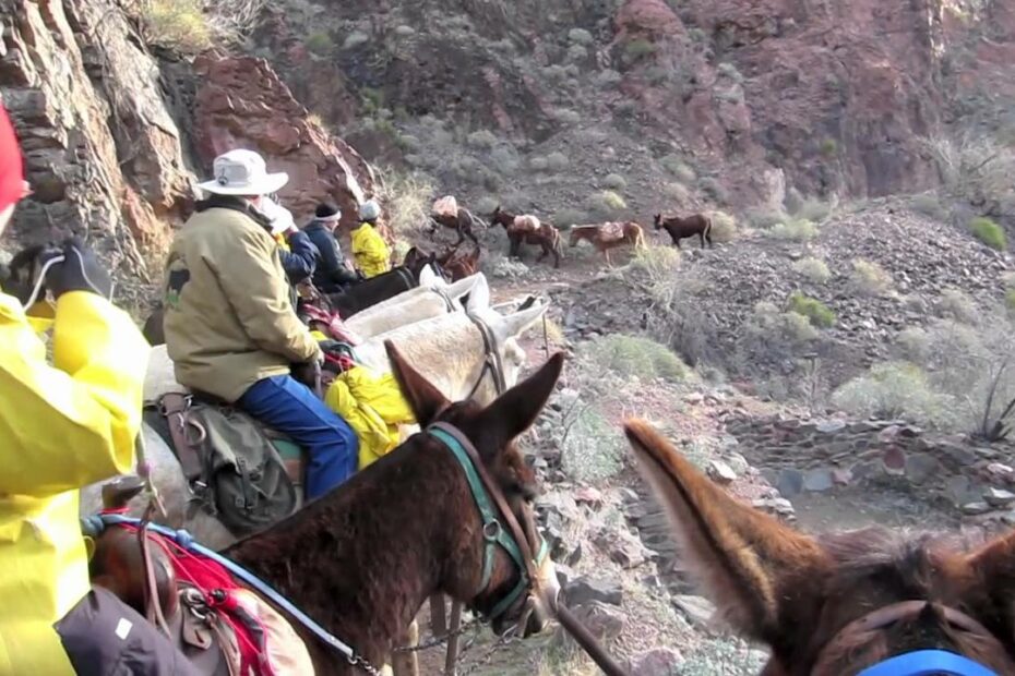 Grand Canyon Mule Trip - Youtube